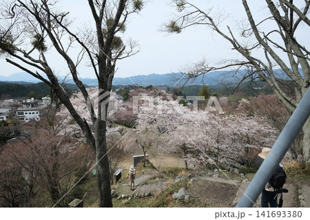 桜越しに望む金峯山寺 141693380