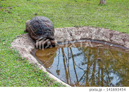 Giant Tortoises Resting in a Natural Conservation Habitat in Seven Coloured Earths Volcanic Dunes in Chamarel Giant Tortoises Resting in a Natural Conservation Habitat in Seven Coloured Earths Volcanic Dunes in Chamarel 141693454