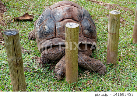 Giant Tortoises Resting in a Natural Conservation Habitat in Seven Coloured Earths Volcanic Dunes in Chamarel Giant Tortoises Resting in a Natural Conservation Habitat in Seven Coloured Earths Volcanic Dunes in Chamarel 141693455