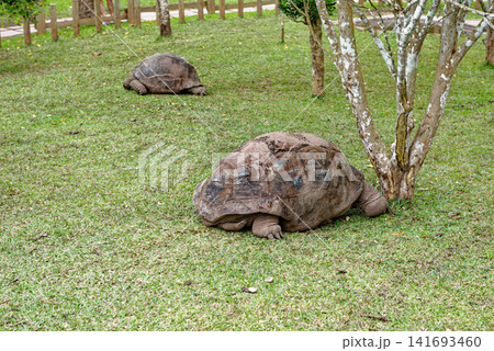 Giant Tortoises Resting in a Natural Conservation Habitat in Seven Coloured Earths Volcanic Dunes in Chamarel Giant Tortoises Resting in a Natural Conservation Habitat in Seven Coloured Earths Volcanic Dunes in Chamarel 141693460