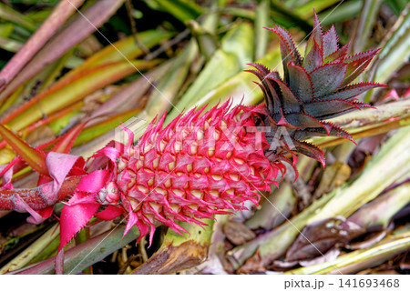 Vibrant red pineapple ripening on an ornamental wild bromeliad plant in a lush tropical garden environment Vibrant red pineapple ripening on an ornamental wild bromeliad plant in a lush tropical garden environment 141693468