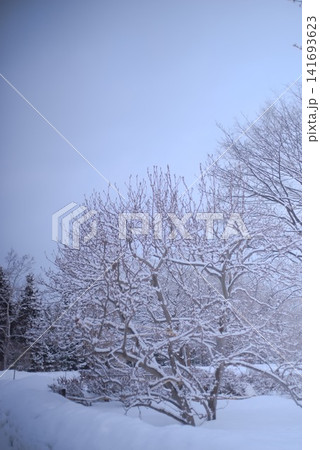 雪景色の中に立つ白樺と冬の森林風景 雪景色の中に立つ白樺と冬の森林風景 141693623