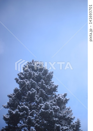 雪化粧した針葉樹と冬空が広がる静かな冬の風景 141693701