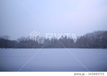 雪化粧した落葉樹が並ぶ静かな冬の公園風景 141693733