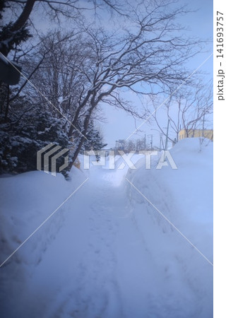 雪壁に囲まれた冬の遊歩道と雪化粧した並木道 雪壁に囲まれた冬の遊歩道と雪化粧した並木道 141693757
