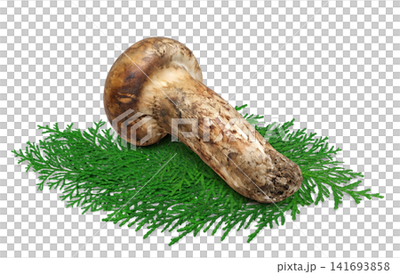 Realistic illustration of a matsutake mushroom on a white background 141693858