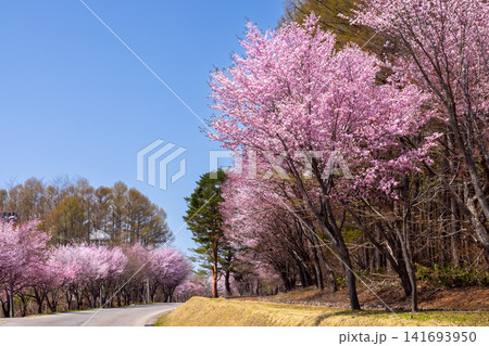 青森県弘前市百沢裾野　岩木山麓を一周するオオヤマザクラネックレスロード沿いの桜並木 141693950