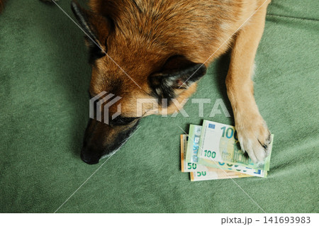 A German Shepherd lies on a sofa with euro banknotes under its paw. Pet savings and funny money concept for finance, budgeting, insurance and household expenses 141693983