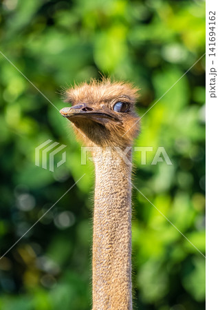 Close-Up Portrait of Ostrich Head and Long Neck Against Soft Green Bokeh Background Close-Up Portrait of Ostrich Head and Long Neck Against Soft Green Bokeh Background 141694162