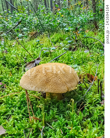 Boletus mushroom with textured beige cap growing on lush green moss among forest plants in a boreal woodland Boletus mushroom with textured beige cap growing on lush green moss among forest plants in a boreal woodland 141694164