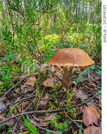 Mature boletus mushroom with wide brown cap growing on a forest floor among heather, moss and fallen leaves in a boreal woodland Mature boletus mushroom with wide brown cap growing on a forest floor among heather, moss and fallen leaves in a boreal woodland 141694165