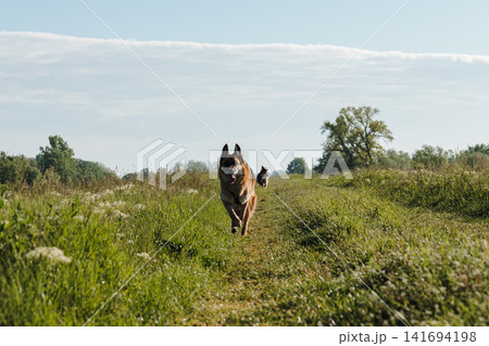 German Shepherd runs toward the camera on a grassy trail with Australian Shepherd behind. Great for pet lifestyle, outdoor adventure, active dog training and countryside themes German Shepherd runs toward the camera on a grassy trail with Australian Shepherd behind. Great for pet lifestyle, outdoor adventure, active dog training and countryside themes 141694198