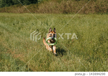 German Shepherd runs through grass carrying a green ring toy on a sunny day. Great for pet products, dog training, active lifestyle and outdoor play concepts German Shepherd runs through grass carrying a green ring toy on a sunny day. Great for pet products, dog training, active lifestyle and outdoor play concepts 141694200