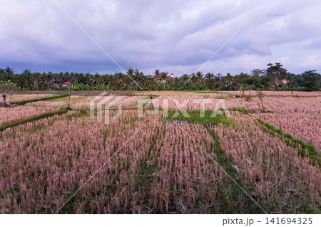 Rice fields at dusk with a Balinese stone lantern, coconut palms and volcanic mountain in Ubud, Bali Rice fields at dusk with a Balinese stone lantern, coconut palms and volcanic mountain in Ubud, Bali 141694325