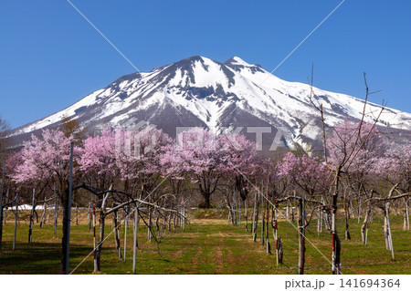 青森県弘前市百沢裾野　岩木山麓を一周するオオヤマザクラネックレスロード沿いの桜並木と残雪の岩木山 141694364