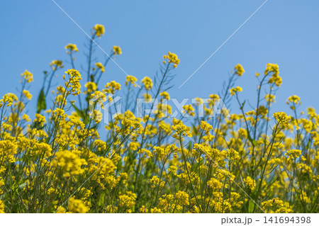 春の花 菜の花と青空10 春の花 菜の花と青空10 141694398