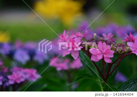 石橋文化センターの紫陽花 石橋文化センターの紫陽花 141694404