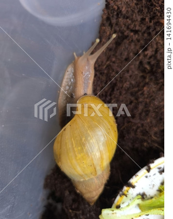 A close up of a vibrant yellow snail moving across a clear plastic wall in a terrarium, highlighting the texture of its shell and body, ideal for biology or nature enthusiasts. A close up of a vibrant yellow snail moving across a clear plastic wall in a terrarium, highlighting the texture of its shell and body, ideal for biology or nature enthusiasts. 141694430