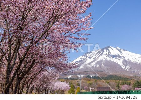 青森県弘前市百沢裾野 オオヤマザクラネックレスロードに面する岩木山総合公園の桜並木と残雪の岩木山 青森県弘前市百沢裾野 オオヤマザクラネックレスロードに面する岩木山総合公園の桜並木と残雪の岩木山 141694528
