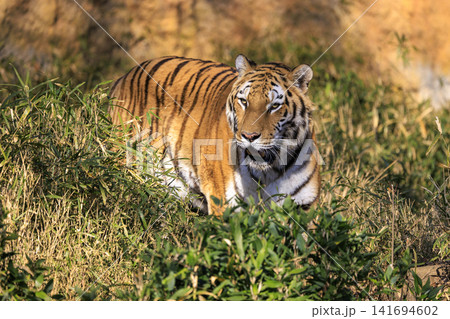 多摩動物公園　アムールトラ 141694602