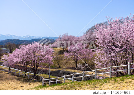 青森県弘前市百沢裾野　オオヤマザクラネックレスロードに面する岩木山総合公園の桜と山々の景色 141694662