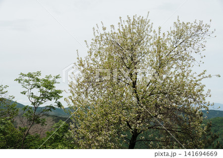 Blooming tree with white flowers overlooking green mountain hills on Stolovi Mountain in Serbia. Concept of renewal, growth and peaceful spring nature Blooming tree with white flowers overlooking green mountain hills on Stolovi Mountain in Serbia. Concept of renewal, growth and peaceful spring nature 141694669