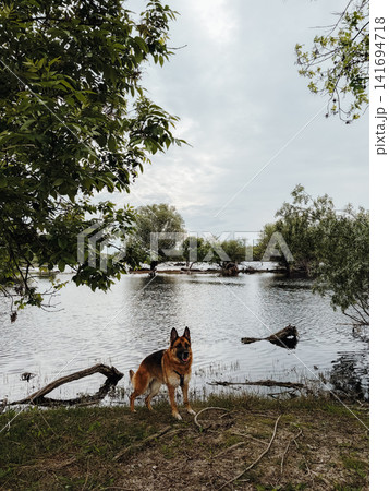German shepherd standing by calm wetland shore surrounded by water and trees. Peaceful outdoor scene with dog in natural lakeside landscape 141694718