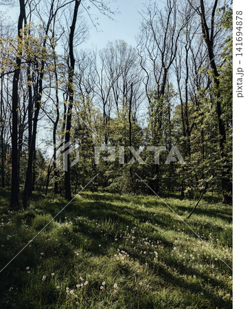 Sunlit spring forest with dandelions scattered across fresh green grass. Peaceful woodland nature concept for seasonal landscape, ecology, wellness and outdoor escape Sunlit spring forest with dandelions scattered across fresh green grass. Peaceful woodland nature concept for seasonal landscape, ecology, wellness and outdoor escape 141694878