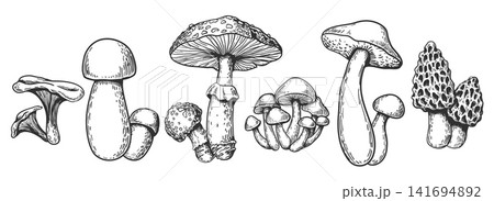 Mushrooms hand drawn set 141694892