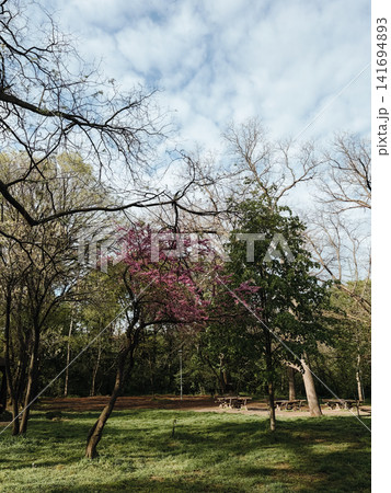 Spring park with flowering tree and open lawn in Belgrade city. Urban green space concept for recreation, seasonal nature, leisure and peaceful outdoor lifestyle 141694893
