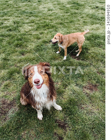 Australian Shepherd sits on green grass with happy ginger mixed breed puppy behind. Playful pet friendship concept for dog socialization, companionship and outdoor fun Australian Shepherd sits on green grass with happy ginger mixed breed puppy behind. Playful pet friendship concept for dog socialization, companionship and outdoor fun 141694910