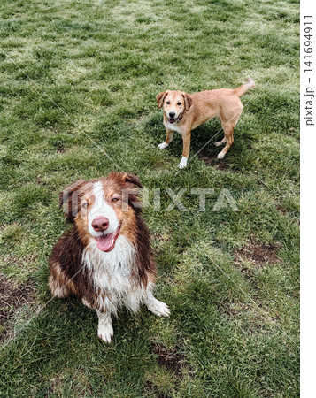 Australian Shepherd sits on green grass with happy ginger mixed breed puppy behind. Playful pet friendship concept for dog socialization, companionship and outdoor fun Australian Shepherd sits on green grass with happy ginger mixed breed puppy behind. Playful pet friendship concept for dog socialization, companionship and outdoor fun 141694911