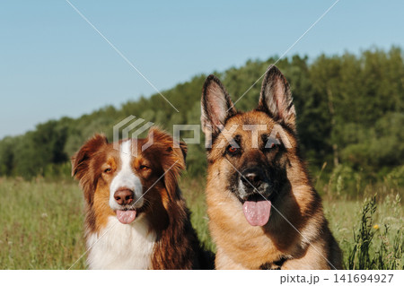 Two dogs German and Australian Shepherd sit together in summer grass facing the camera. Perfect for pet care, companionship, veterinary and family lifestyle concepts 141694927
