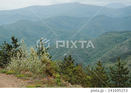 Blossoming trees and pine forest overlooking mountain valleys on Stolovi Mountain in Serbia. Concept of spring renewal, wilderness and scenic travel Blossoming trees and pine forest overlooking mountain valleys on Stolovi Mountain in Serbia. Concept of spring renewal, wilderness and scenic travel 141695253