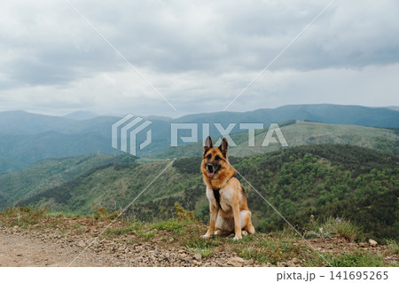 German Shepherd sitting on a mountain ridge with panoramic landscape in Serbia. Concept of hiking, loyalty, outdoor adventure and travel German Shepherd sitting on a mountain ridge with panoramic landscape in Serbia. Concept of hiking, loyalty, outdoor adventure and travel 141695265