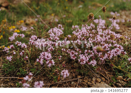 Small pink wildflowers growing on mountain ground in Stolovi Mountain Serbia during spring. Concept of biodiversity, seasonal nature and peaceful wilderness 141695277