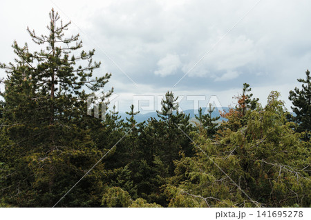 Pine trees overlooking mountain landscape on Stolovi Mountain in Serbia during cloudy spring weather. Concept of wilderness, tranquility and scenic travel Pine trees overlooking mountain landscape on Stolovi Mountain in Serbia during cloudy spring weather. Concept of wilderness, tranquility and scenic travel 141695278