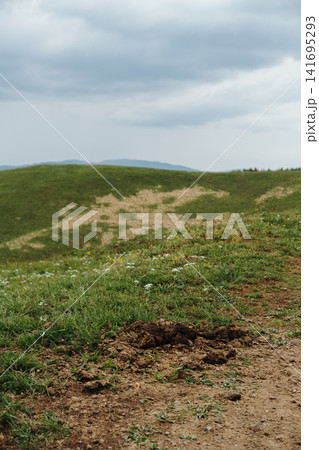 Fresh horse manure on grassy mountain meadow in Stolovi Mountain Serbia. Concept of rural life, natural farming and organic ecosystem Fresh horse manure on grassy mountain meadow in Stolovi Mountain Serbia. Concept of rural life, natural farming and organic ecosystem 141695293
