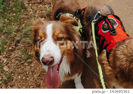 Close view of Australian and German Shepherd dogs during mountain hike in Serbia. Concept of friendship, pet travel and active outdoor adventure Close view of Australian and German Shepherd dogs during mountain hike in Serbia. Concept of friendship, pet travel and active outdoor adventure 141695301