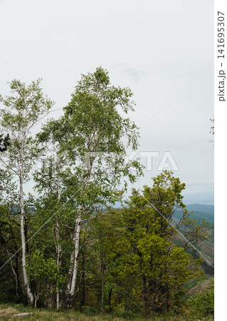 Tall birch trees overlooking mountain landscape on Stolovi Mountain in Serbia during spring. Concept of fresh nature, tranquility and outdoor recreation Tall birch trees overlooking mountain landscape on Stolovi Mountain in Serbia during spring. Concept of fresh nature, tranquility and outdoor recreation 141695307