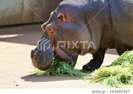 草を食べるカバ 草を食べるカバ 141695347