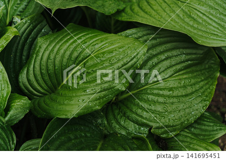Large textured hosta leaves with water drops after rain. Concept of freshness natural texture relaxation and organic garden environment 141695451