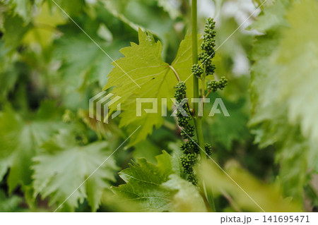 Close view of growing grapevine with young clusters and fresh leaves. Concept of agriculture organic farming and seasonal vineyard growth 141695471