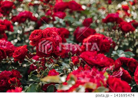 Blooming red roses illuminated by sunlight in garden. Concept of romance, beauty and natural elegance 141695474