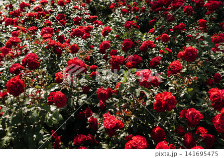 Blooming red roses illuminated by sunlight in garden. Concept of romance, beauty and natural elegance 141695475