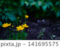 黄色い花 141695575