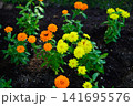 黄色い花 141695576