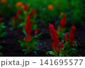 赤い花 141695577