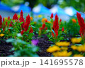 赤い花 141695578