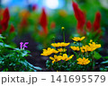 黄色い花 141695579